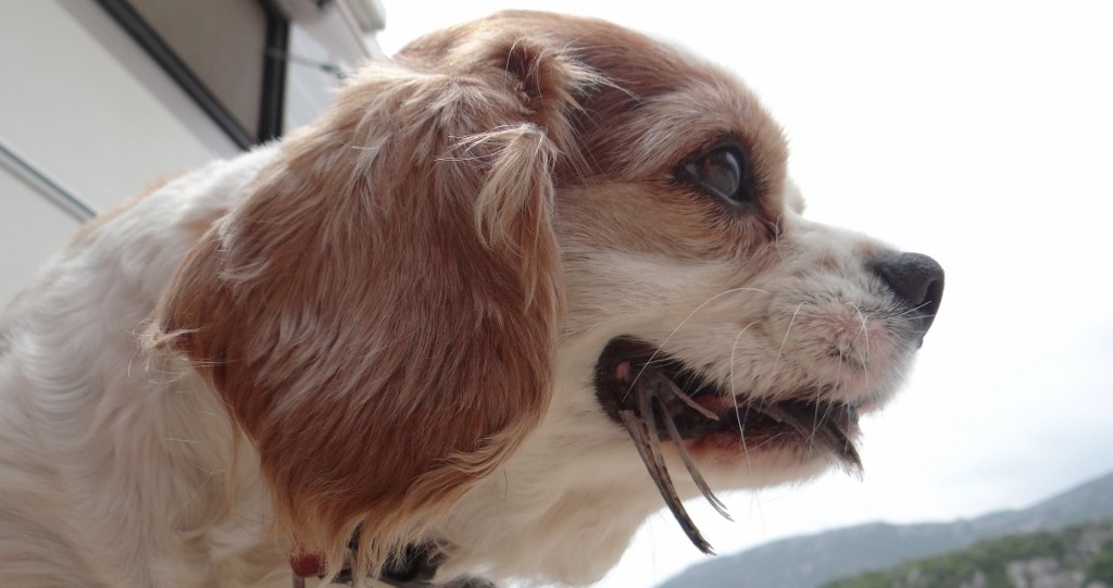 Charlie gets the fish tail to chomp on