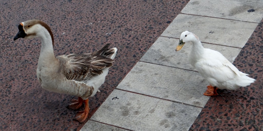 This double act will guilt you into throwing all their bread to them, shame we only had wine
