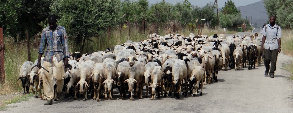 They're bigger than us, well if you group them together they are, so we'll stop and let them through.