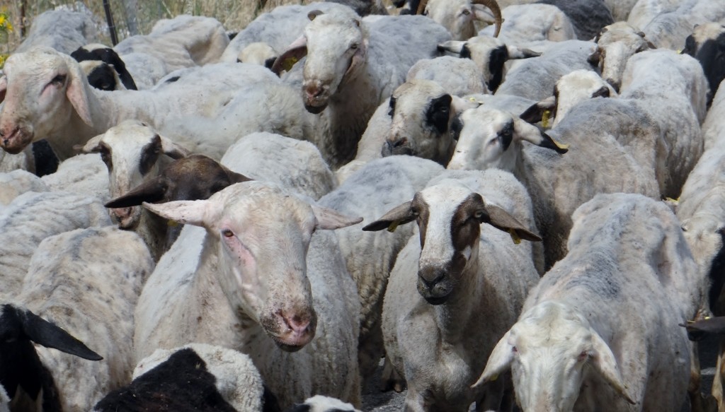 Sheepish looking sheep!