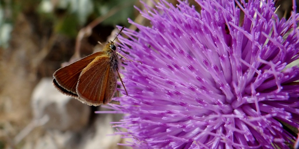 Wildlife in the citadel