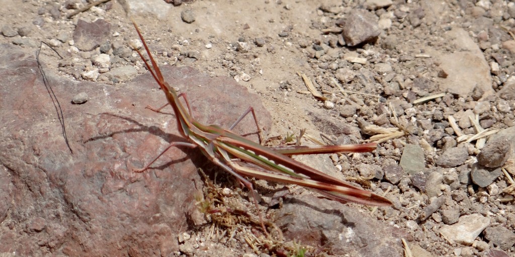 It might look like leaves, but this freaky creature flies!