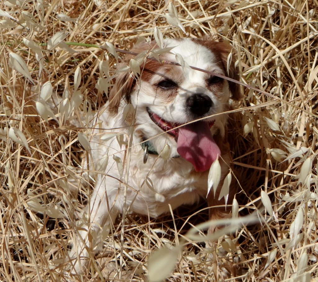 Charlie on full tongue pant tries to find shade in the grass