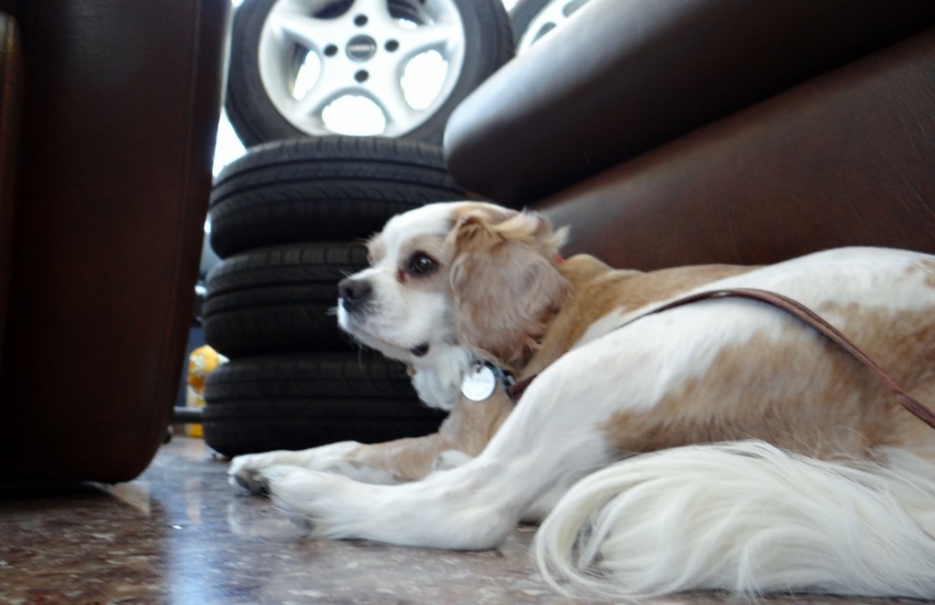 Charlie enjoys the cool floor while he waits