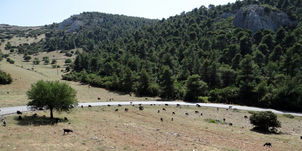 On our way down from the mountain the road becomes a little goaty