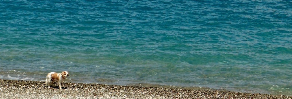 Charlie explores his second beach of the day