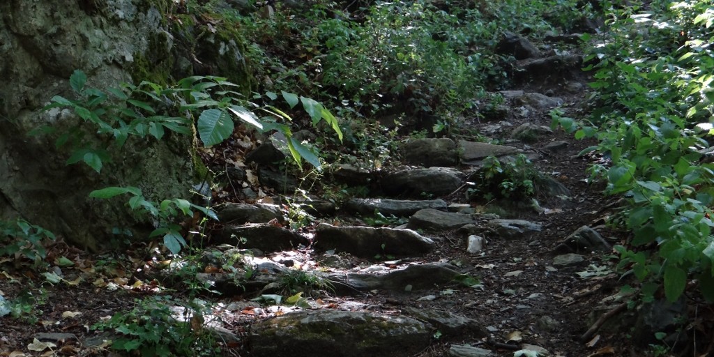 Jay's morning stroll followed these steps into the woods