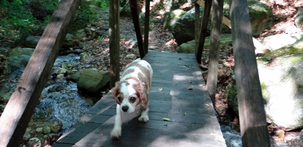 Don't be fooled by the look on his face, Charlie loves bridges over fast flowing water - not!