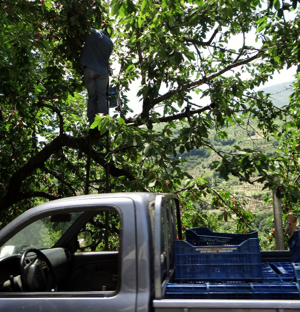 It appears that here cherry  pickers don't actually use cherry pickers to pick the cherries - they use a ladder and a truck!