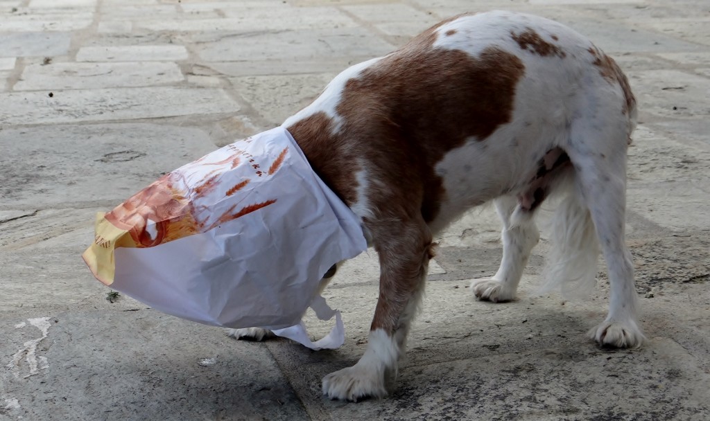 Charlie checking we haven't left a tyropites in the bag.