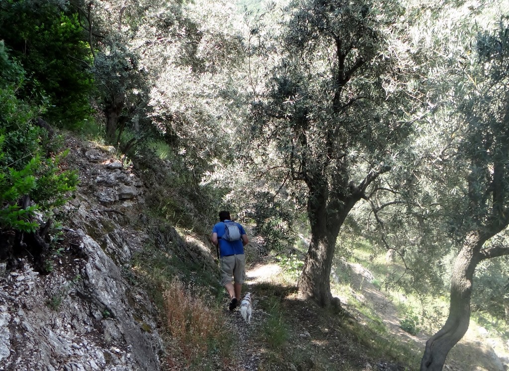 This morning's walk - it started as a road!