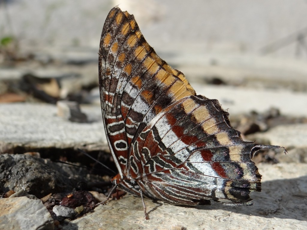 It's cool to lie on the beach with butterflies wandering around 