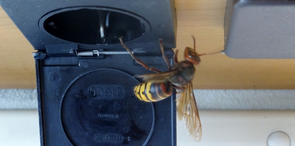 Wildlife in Greece is big - this fella flew into Dave, he's next to a two pin plug socket to give you an idea of his size!