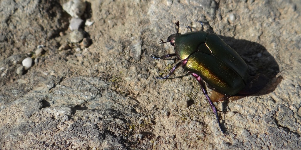 Gold flying bugs that wouldn't leave use alone as we looked out over Meteora