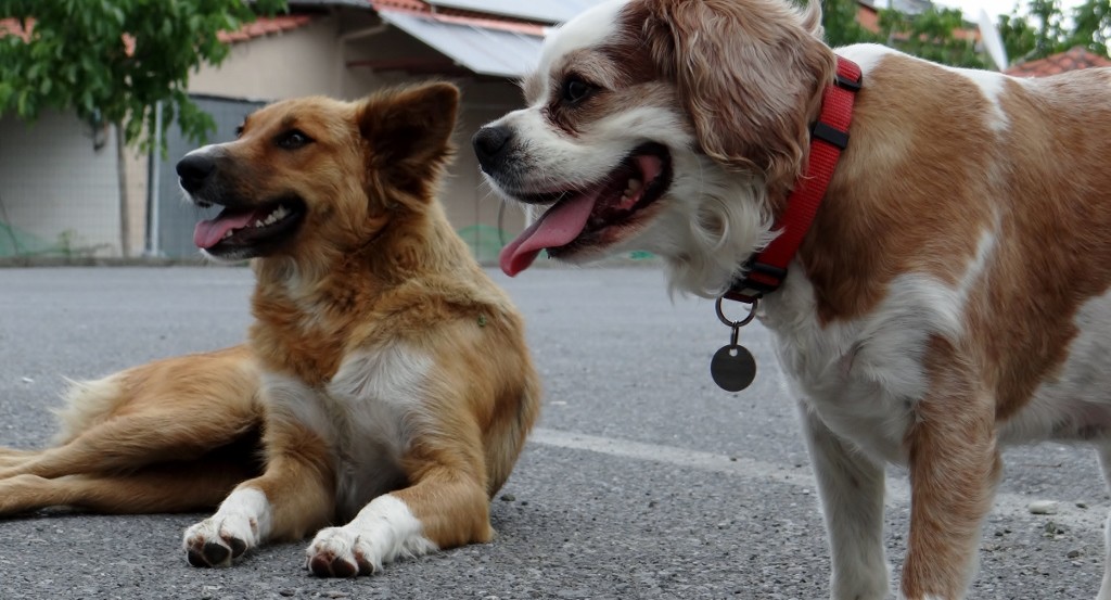 Pooch and his new floosy!