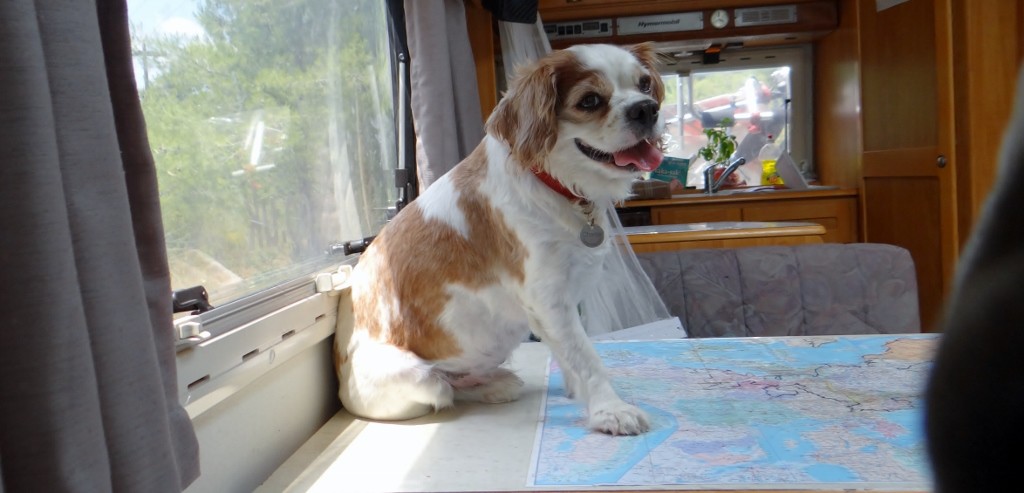 Daredevil Charlie decides to surf on Dave's table as we drive today - no amount of coaxing or shouting would get him down.