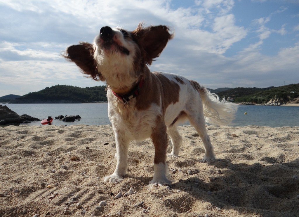 Stone catching Charlie style!
