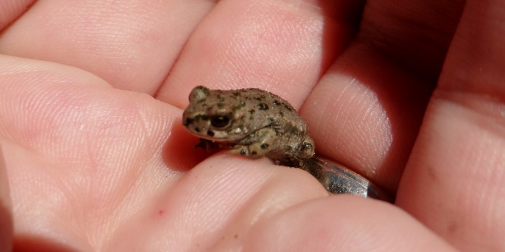 Jay found this little chap by the water hose today - I made sure he kept it well clear of Dave!