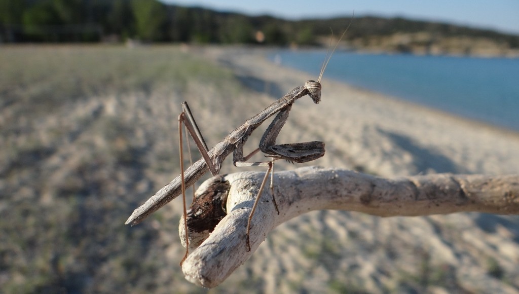 When we leave Greece I won't miss the sheer volume of stuff jumping around my feet as I walk, including this fella!