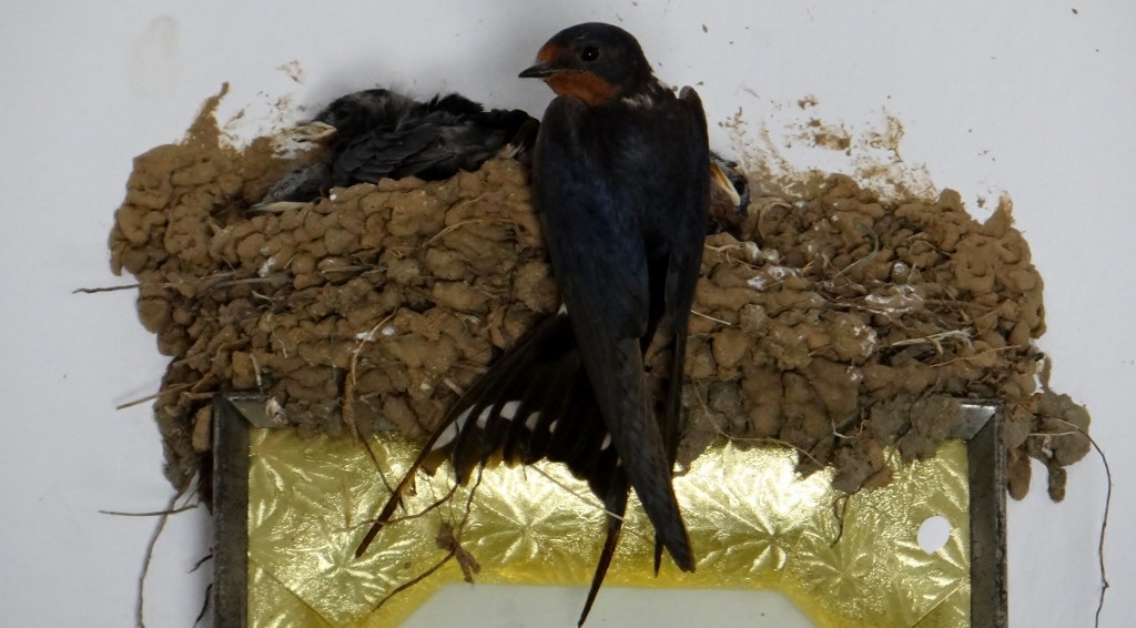 Birds nest in the little shrine/church