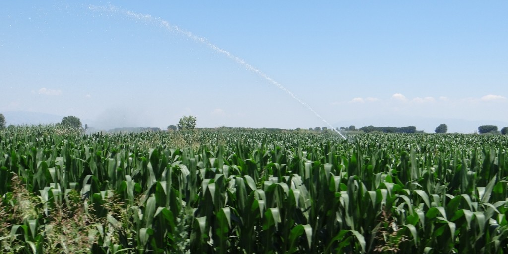 Fields were all getting a soaking today - it was so tempting to leap out and get one too.
