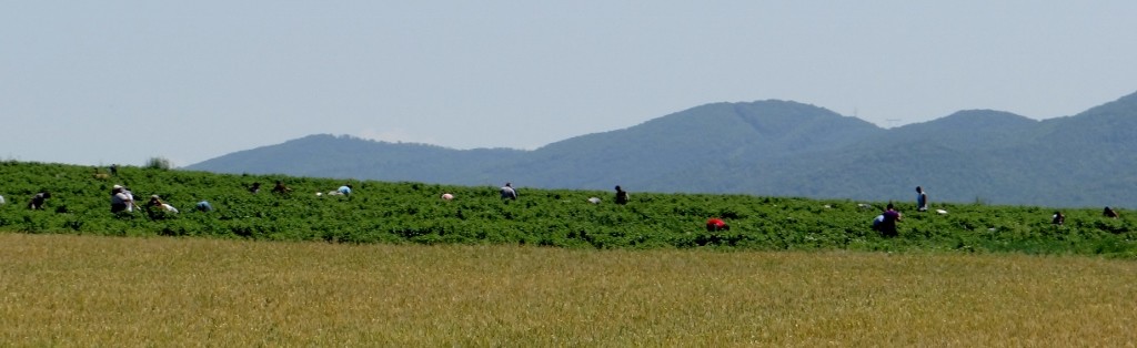 Working the fields near the Rila Mountains