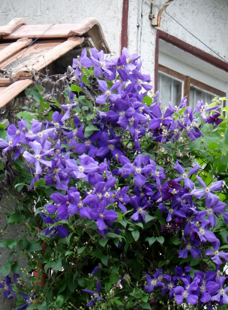 A splash of colour on a grey day