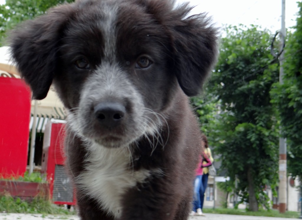 It's not a huge bear - just a wild puppy who followed Charlie around for a while
