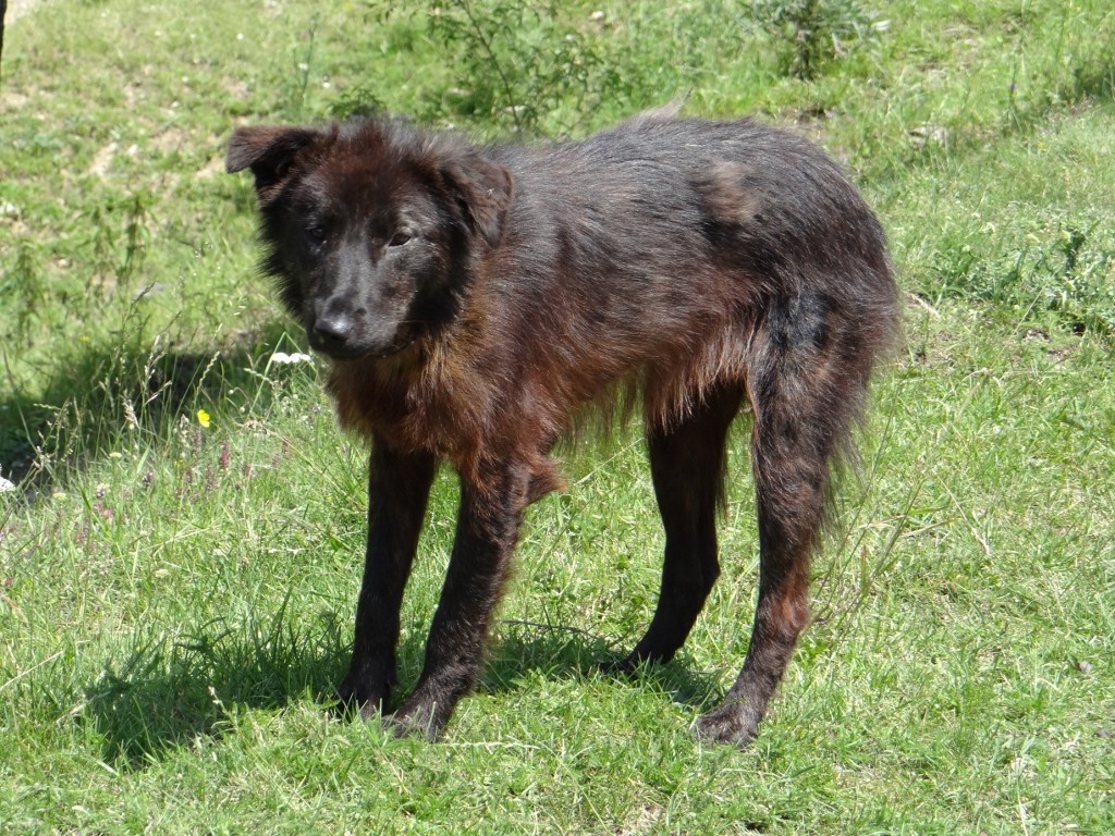 Jay threw some food out for this poor mutt at lunch, it was rake thin.