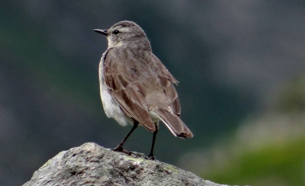 It's so chilly up here even the birds have their winter coats on.