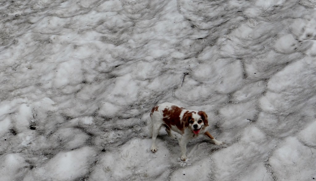 Charlie has a play in the snow by the lake. He didn't reckon on his paws being this cold on July!