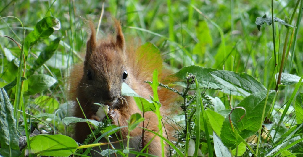 The nearest we've some to a bear so far today.