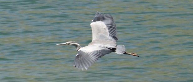 This chap spends his day hanging around the lake up here (which is only unfrozen for 100 days a year)