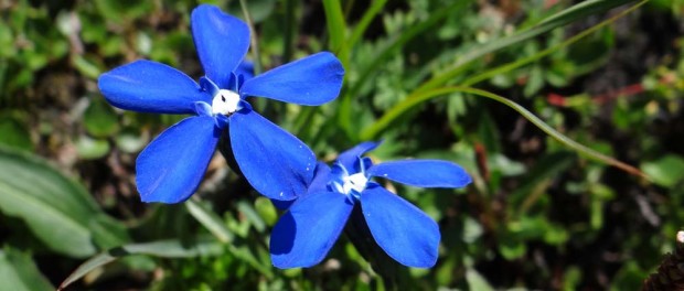 The grass around us is covered in loads of brightly coloured flowers - these were our favourites.
