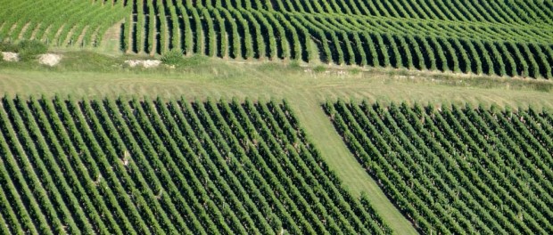 Vines stretching across Chadonnay valley