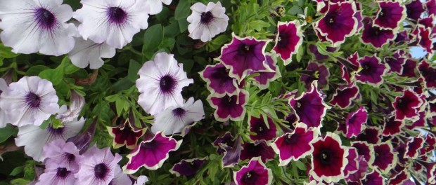 France is fully in bloom right now, these flowers are everywhere!