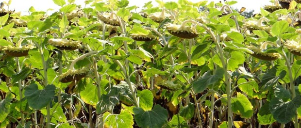 Sad sunflowers know our tour will be over soon