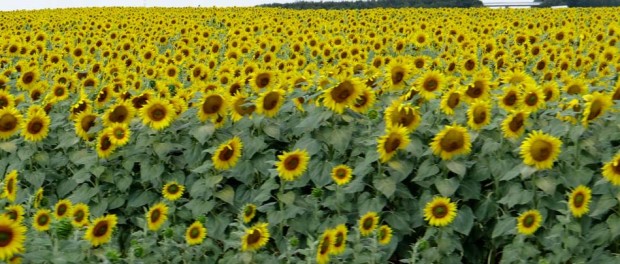 Happy sunflowers 