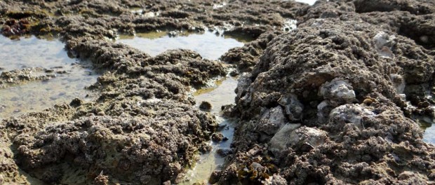 Oysters ready to be hacked off the rocks