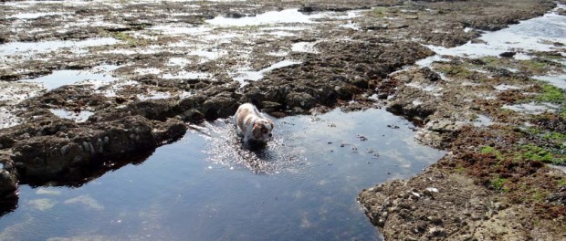 Charlie wades through a rock pool....