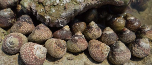 Hiding under a rock so a French man doesn't come along and smother them in garlic for tea