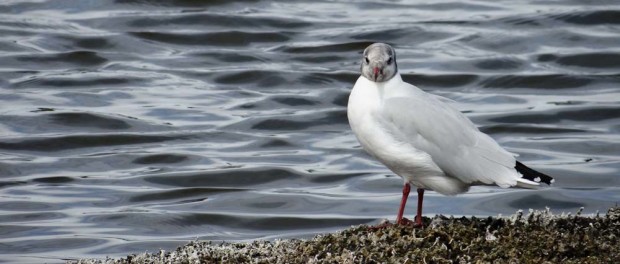 Think I might have been spotted - time to go!