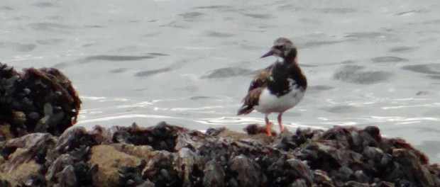 .... these ones were really well camouflaged 