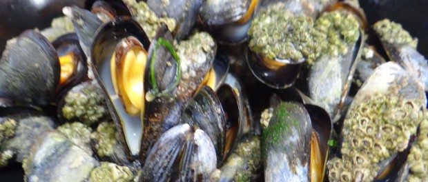 Tasty, but illegally small.