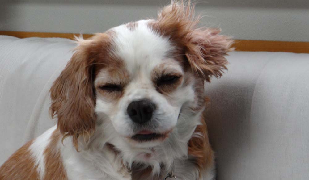 Mogwai waking up after a longish drive to St Omer!