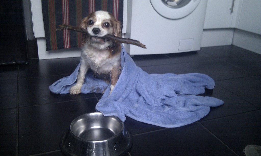 Charlie drying off post pooch walk