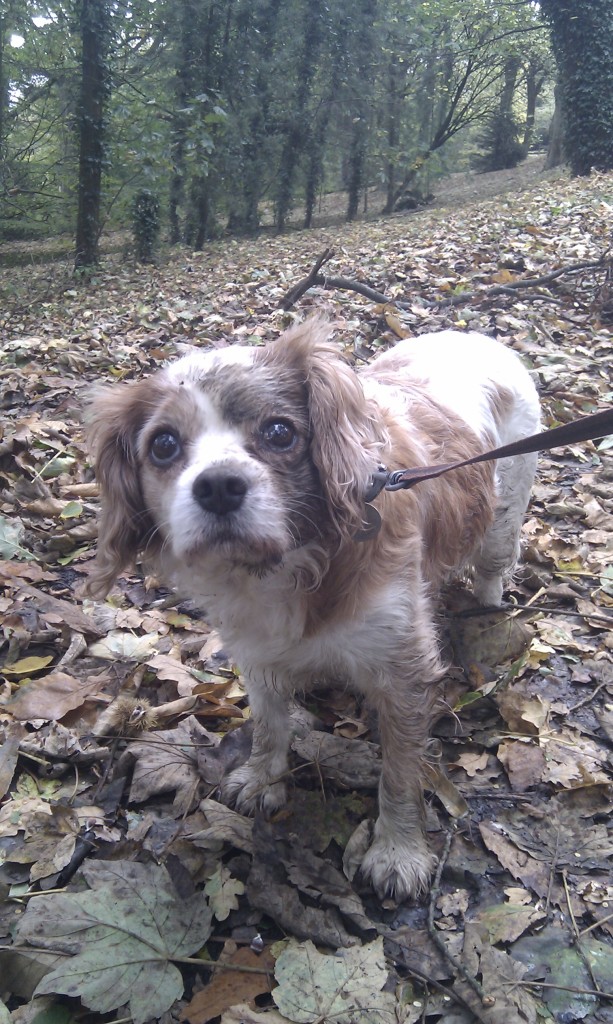 Charlie does a good 'Phantom of the Opera' impression on a walk in the park