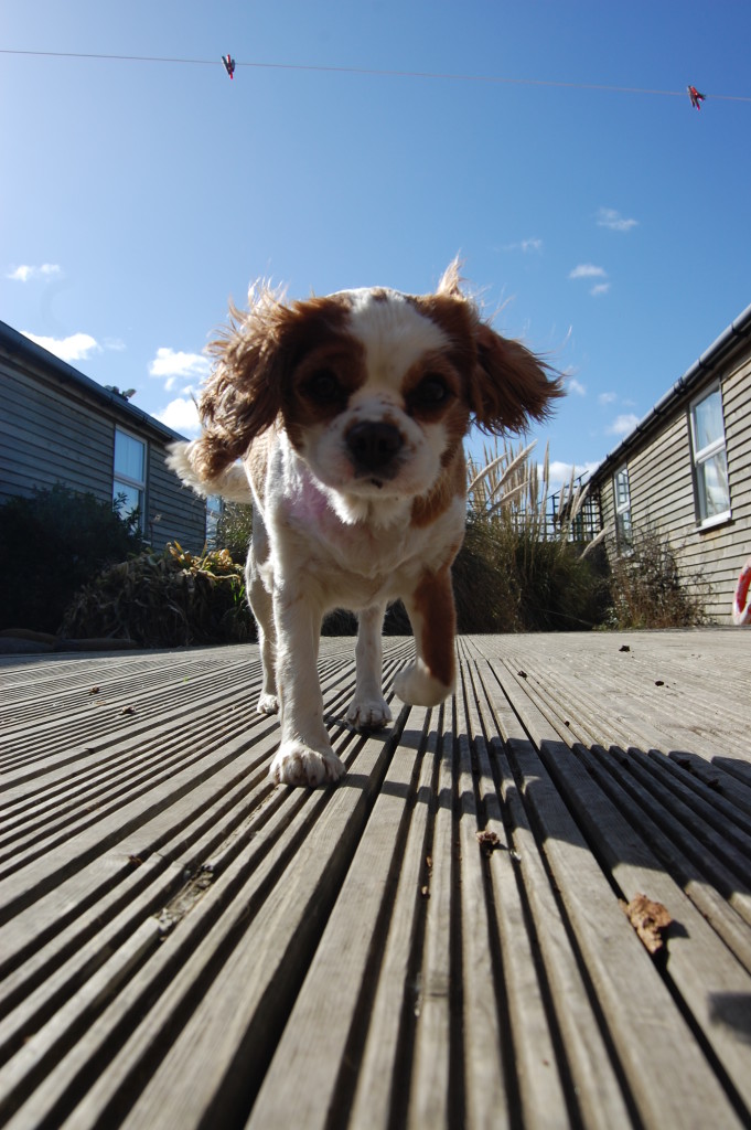 Charlie in Staithes in 2010