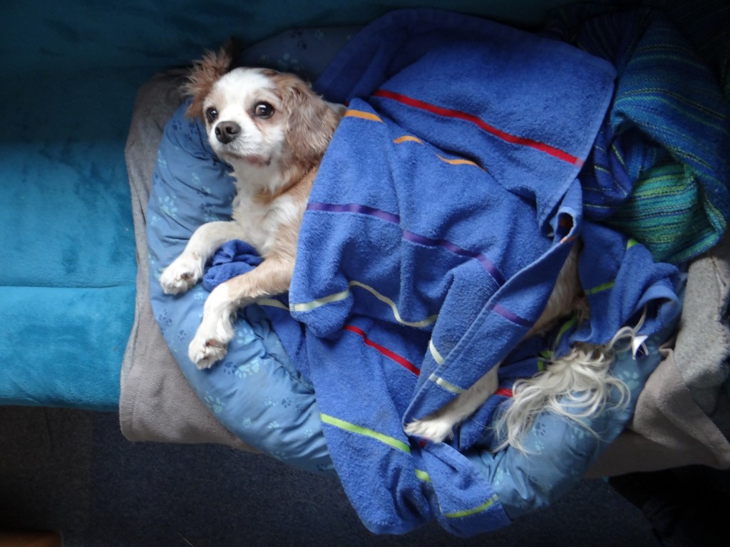 Our pooch on his bench in Zagan - loved as much as he landlady's beloved dogs.