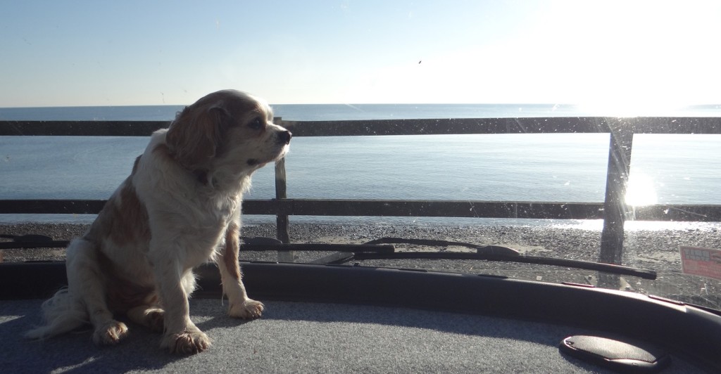 Not a bad morning view! Stonehaven.
